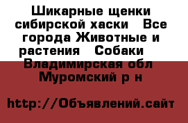 Шикарные щенки сибирской хаски - Все города Животные и растения » Собаки   . Владимирская обл.,Муромский р-н